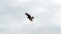 Snail kite in flight Royalty Free Stock Photo