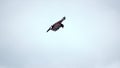 Snail kite in flight Royalty Free Stock Photo