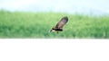 Snail kite in flight Royalty Free Stock Photo