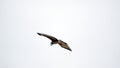 Snail kite in flight Royalty Free Stock Photo