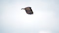 Snail kite in flight Royalty Free Stock Photo