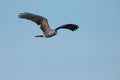 Snail Kite Flying Through Clear Blue Sky, Joe Overstreet Landing