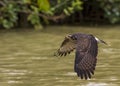 Snail Kite