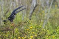 Snail Kite Landing On A Tree