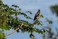 Snail-Kite perched on embauba branch, with blue sky in the background