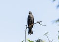 A snail kite, Rostrhamus sociabilis, perched at the top of a tree branch, against the backdrop of a Mexican landscape