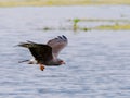 snail kite - Rostrhamus sociabilis plumbeus - handsome grey male in flight with apple snail in his talons with water background Royalty Free Stock Photo