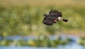 Snail Kite Royalty Free Stock Photo
