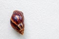 Snail, Land snail, Garden snail, Terrestrial pulmonate gastropod molluscs climb up on white gray cement wall