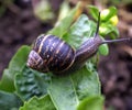 Snail Royalty Free Stock Photo