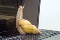 The snail and the laptop.