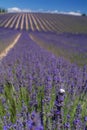 Snail in a lavender field Royalty Free Stock Photo