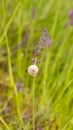 A snail on a lavender flower Royalty Free Stock Photo