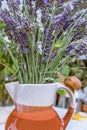 Snail and lavender in the garden Royalty Free Stock Photo