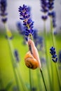 Snail on lavender stalk Royalty Free Stock Photo