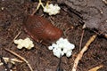 A snail lays eggs Royalty Free Stock Photo