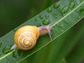 Snail on a leaf Royalty Free Stock Photo