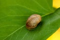 Snail Shell on a Leaf 02 Royalty Free Stock Photo