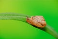 A snail on the leaf Royalty Free Stock Photo