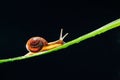 Snail on the leaf against black background Royalty Free Stock Photo