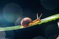 Snail on the leaf against dark background Royalty Free Stock Photo