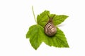 Snail on leaf currant. Helix pomatia