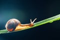 Snail on the leaf Royalty Free Stock Photo