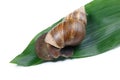 A snail on a leaf from a flower. Isolated on white background. Royalty Free Stock Photo