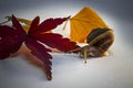 Snail with Leaf of Japanese Maple and Other Leaves