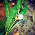 The snail the leaf