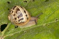 Snail on leaf Royalty Free Stock Photo