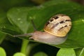Snail on leaf Royalty Free Stock Photo