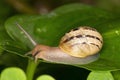 Snail on leaf Royalty Free Stock Photo