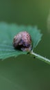 snail on a leaf