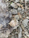 Snail on the leaf stones rocks ground