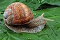 Snail on a leaf Royalty Free Stock Photo