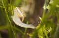 Snail on a Leave Royalty Free Stock Photo