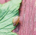 Snail on leave at summer Royalty Free Stock Photo