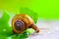 Snail on leaves in Garden Royalty Free Stock Photo