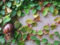 Snail leaves green leaf