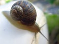 A snail leaves the house