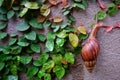 Snail leaves leaf