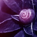 Snail Leaves .Magic Snail Natural Background Violet Blue