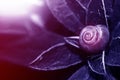 Snail Leaves .Magic Snail Natural Background Violet Blue