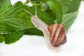 Snail on the leaves of mint