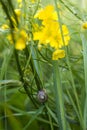 Snail and Lesser Spearwort Royalty Free Stock Photo