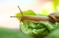 Snail on lettuce