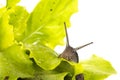 Snail in the lettuce