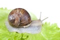 Snail on lettuce leaf