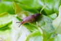 Snail with lettuce leaf